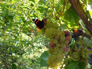  Schmetterling 